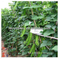 Vegetable Seed High Nutrition Hybrid F1 Winged Bean Seeds/Winged Pea Seeds For Planting